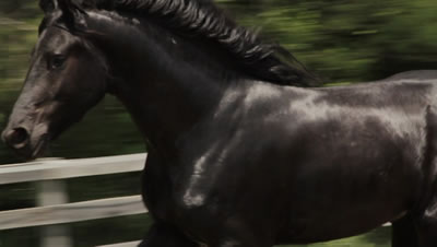 Friesian/Dutch Warmblood Gelding