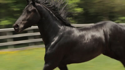 Friesian/Dutch Warmblood Gelding