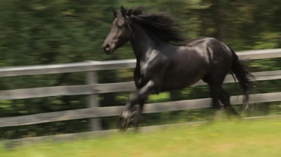 Friesian/Dutch Warmblood Gelding