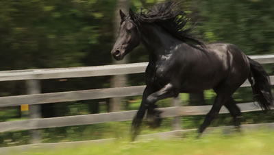 Friesian/Dutch Warmblood Gelding