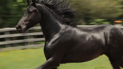 Friesian/Dutch Warmblood Gelding