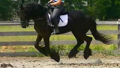 Friesian/Dutch Warmblood Gelding