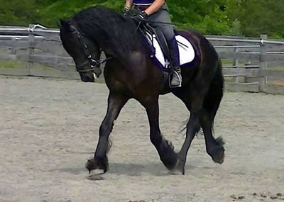 Friesian/Dutch Warmblood Gelding