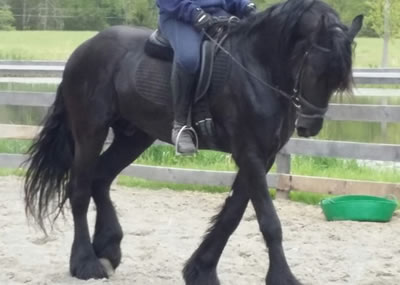 Friesian/Dutch Warmblood Gelding