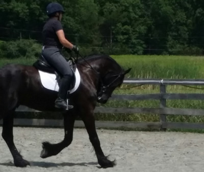 Friesian/Dutch Warmblood Gelding