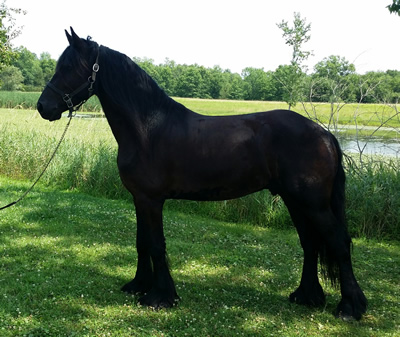 Friesian/Dutch Warmblood Gelding